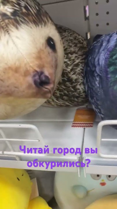 #юмор - YouTube