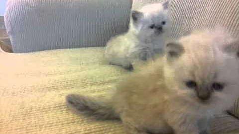 Watch the video about Himalayan kittens