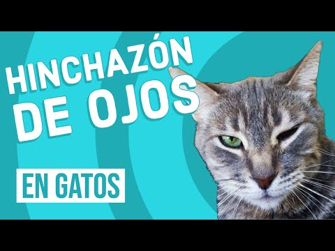 Video: Inflamación Ocular (blefaritis) En Gatos
