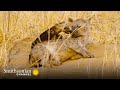 Hyena Cub Behavior and Ecology