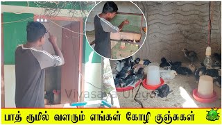 பாத் ரூமில் வளரும் கோழி குஞ்சுகள் / இளம் குஞ்சு பராமரிப்பு ??