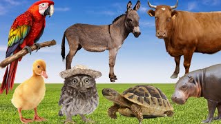Learning Animal Sounds - Donkey, Parrot, Cow, Owl, Duck, Hippo, Turtle, Horse - Cute Animals
