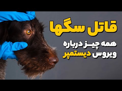 ویروس بیماری دیستمپر | علائم، درمان و پیشگری دیستمپر