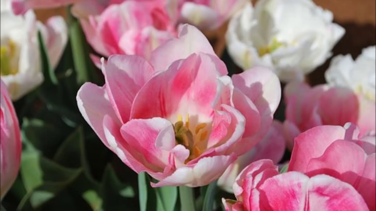 編曲教學 Op284 (original/inst)