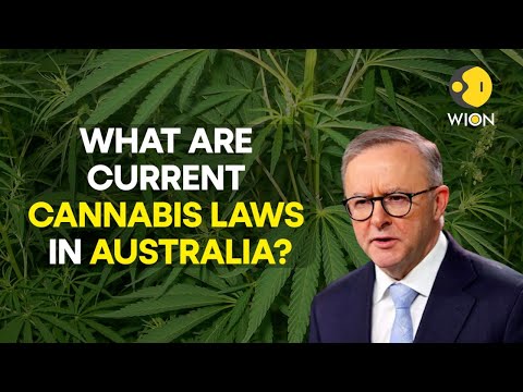 Video: Ar pūstuvai legalūs Australijoje?