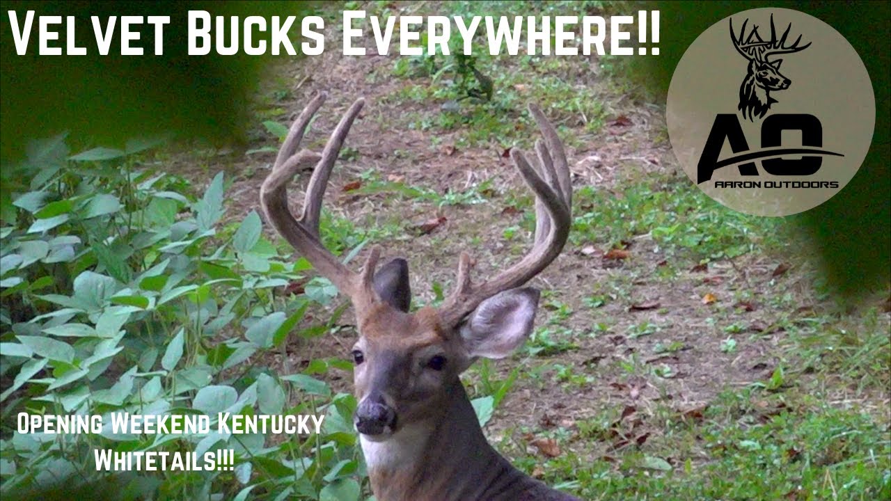 2021 Kentucky Opening Weekend Hunting Big Bucks Up Close!! YouTube