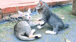 Kitten Shock Sibling Kitten Attacks Each Other
