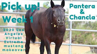 Pick up day and Week 1 Summary! 2020 Los Angeles Virtual Extreme Mustang Makeover