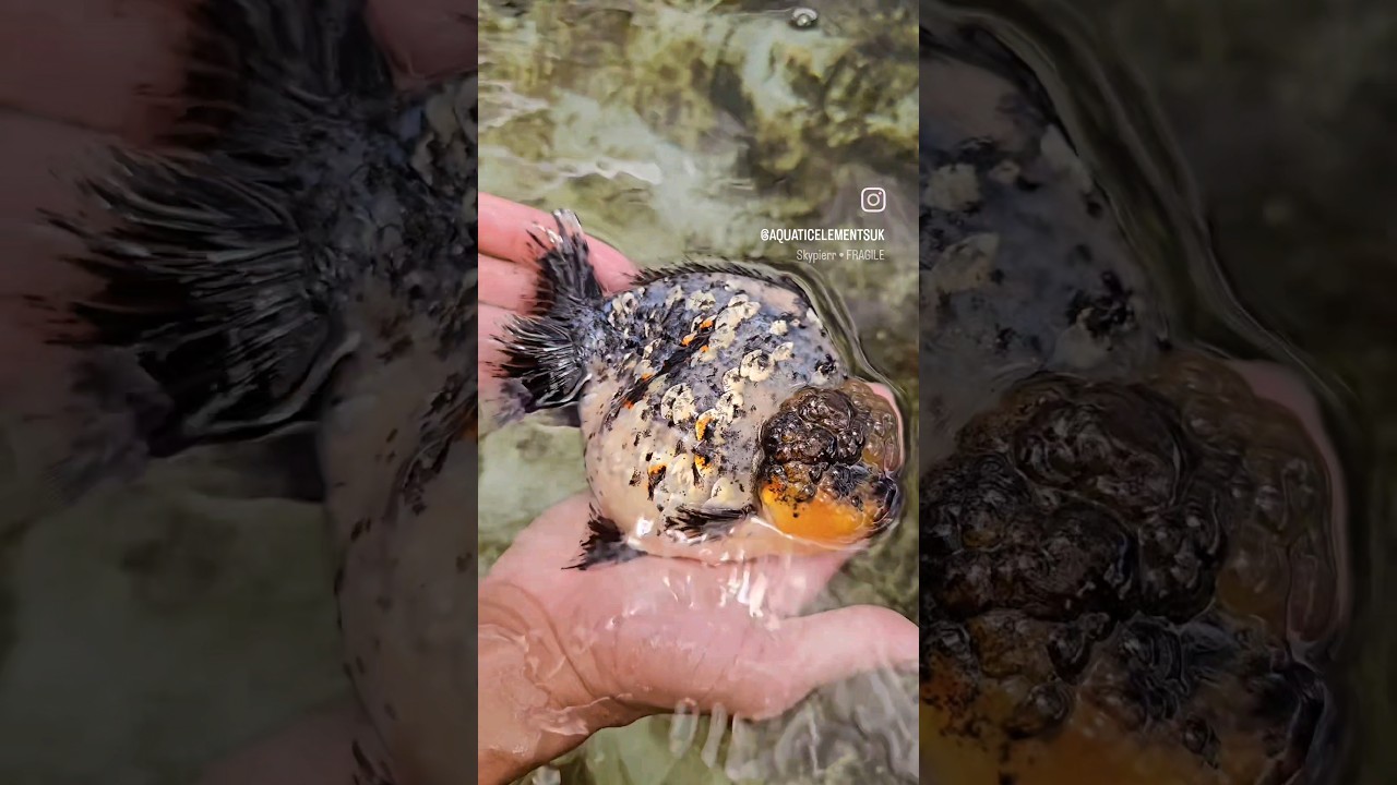 SUPERB high-quality short tail Kirin Oranda | Nana goldfish farm 