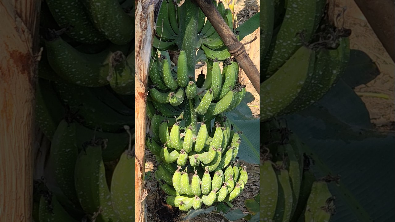 Bejal free banana rustic roots tv 