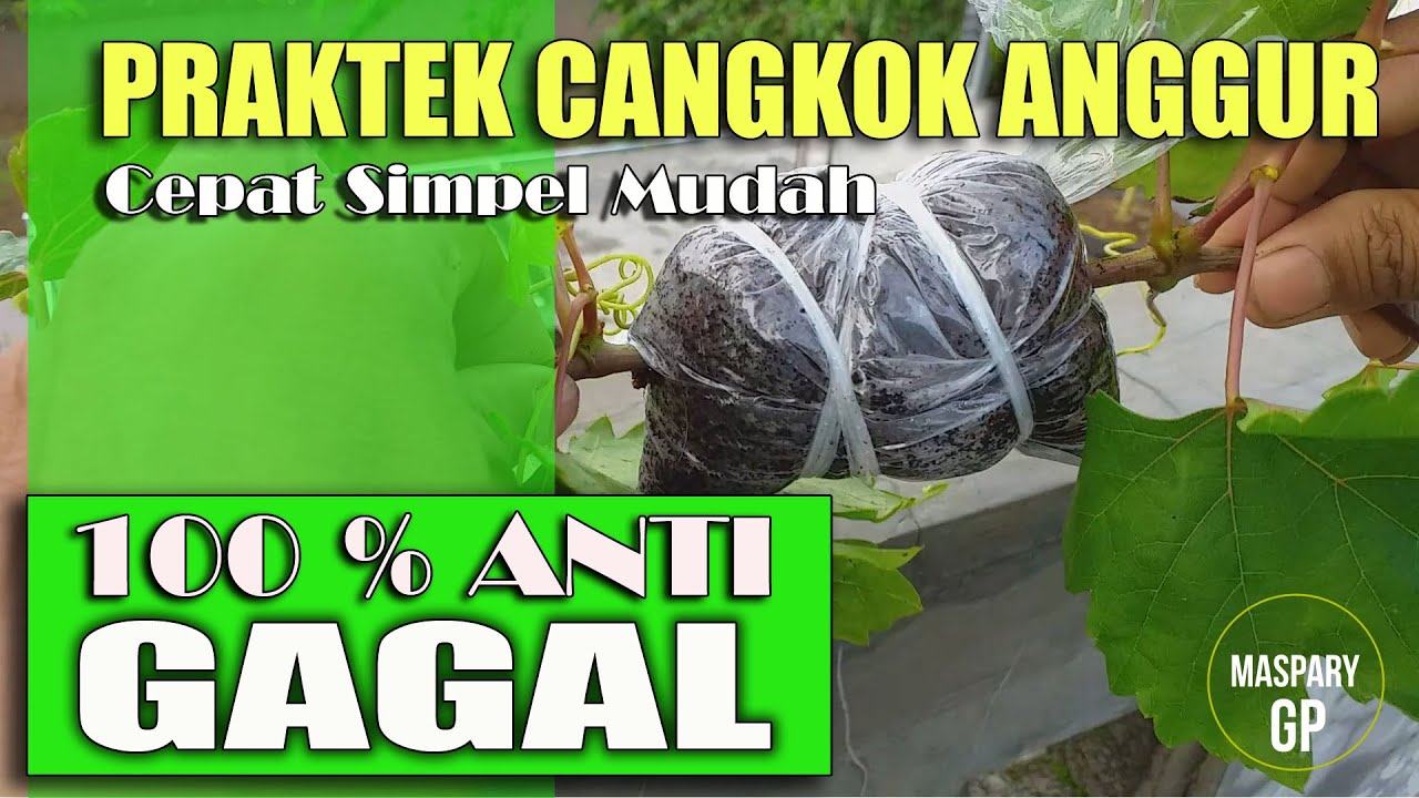 PRAKTEK CANGKOK ANGGUR SUPER CEPAT SIMPEL DAN MUDAH UNTUK PEMULA (100 PERSEN ANTI GAGAL)