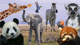 How Animals Eat Their Food | Part 1 - Wild Animals Eating Sounds: Leopard, Panda, Hyena, Elephant