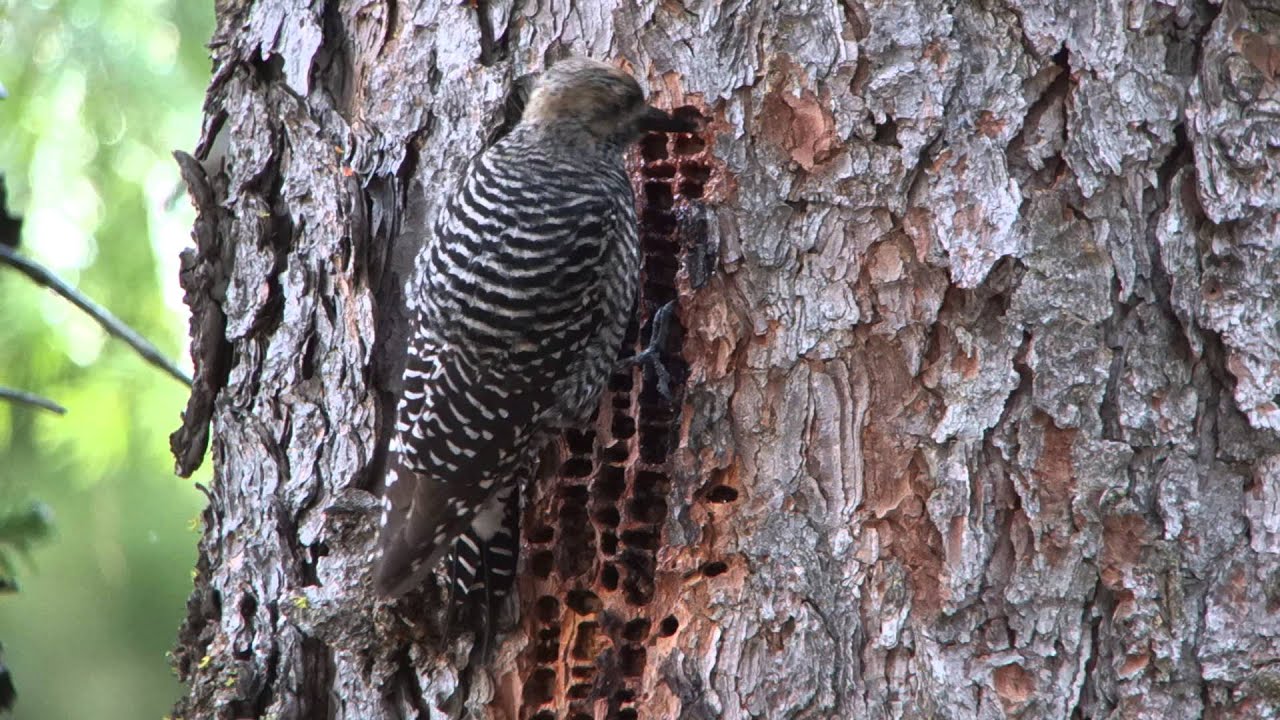Williamson's Sapsucker