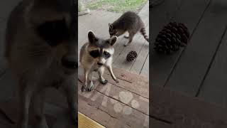 Raccoons at MiMi’s Door