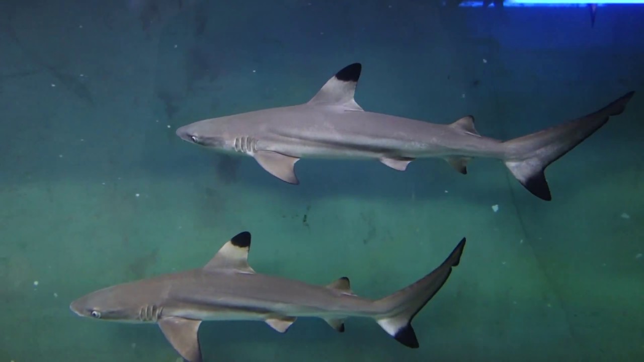 ツマグロ 観賞魚図鑑 040 学名carcharhinus Melanopterus Youtube