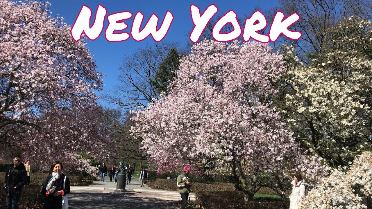 new-york-walking-tour-brooklyn-botanic-garden-cherry-blossoms-bonsai