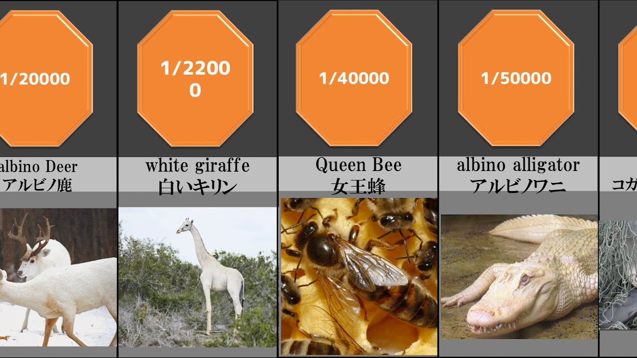Rare Animal この世で最も珍しい動物ランキング Youtube