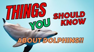 Dive into Learning: The Wonders of Dolphins
