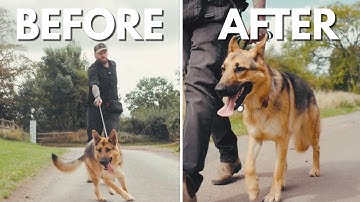 Fix Leash Pulling FAST!