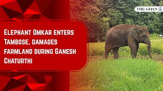 Elephant Omkar enters Tambose, damages farmland during Ganesh Chaturthi