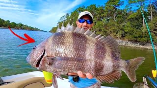 GIANT! ***SHEEPSHEAD*** [CATCH, CLEAN, & COOK] DELICIOUS!!!