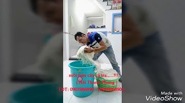 Mồi bún câu cá tra