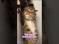 You seem really defiant.#catmoments #cat #catlife #funnycat #funny #catlove #catshorts #catvideo