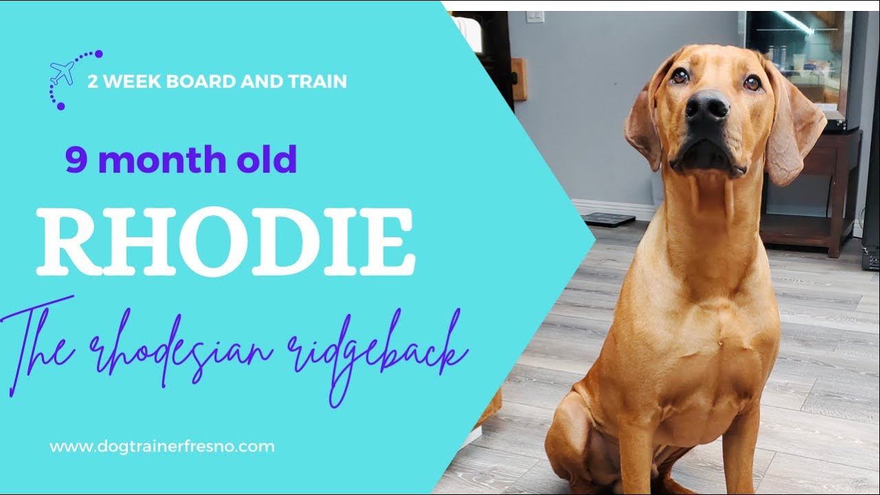 Rhodie the 10 month old Rhodesian Ridgeback - YouTube