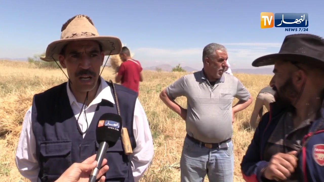 باتنة: سكان مركوندة يشرعون في حملة الحصاد بإحياء نظام التويزة