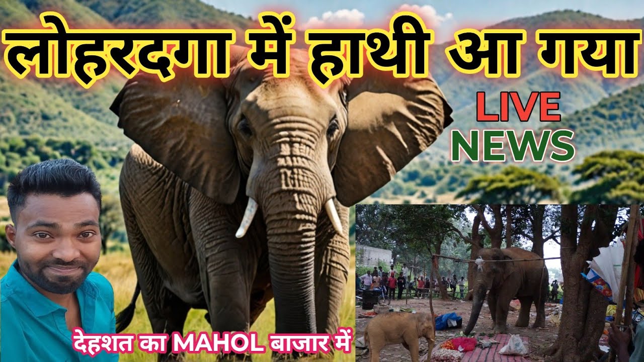 Lohardaga Mein Hathi ! Jungali Hathi Ka Kahar Lohardaga Mein