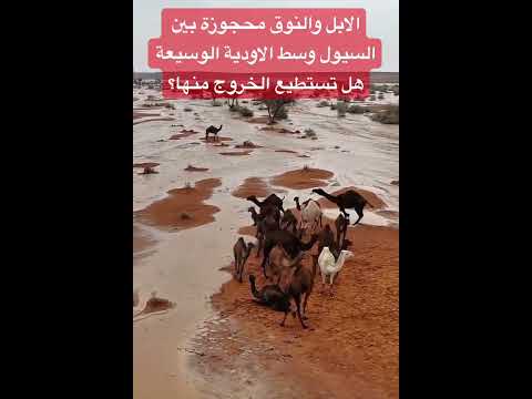 الابل والنوق محجوزة بين السيول وسط الاودية الوسيعة هل تستطيع الخروج منها اكتب سبحان الله في التعليق