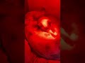 Поросята эксплуатируют другие виды животных.