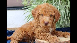 Mini Goldendoodle Puppies for Sale