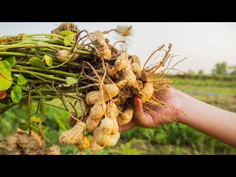 Video: Uzgajanje kikirikija iz sjemena - naučite na koji način posaditi sjeme kikirikija
