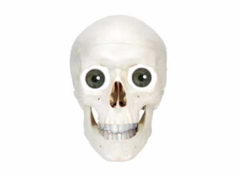 Skeleton Head
