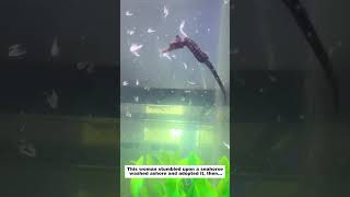 This woman stumbled upon a seahorse washed ashore and adopted it, then...