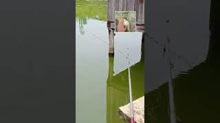 обычный день клёва #рыба  #карасьнаудочку #fish #клеврыбы