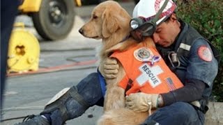 泣ける動画 東日本大震災 想像以上に過酷な救助犬の真実と その裏にあった感動秘話 Youtube
