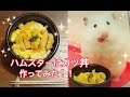 ハムスターにかつ丼作ってみた♪Pork Cutlet Bowl For Hamster!!