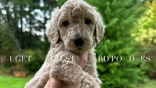 STANDARD POODLE SIMON BECOMES PSSP'S GARFUNKEL'S POET