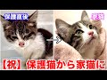 【卒業】保護してから１ヶ月で里親様の元へ巣立って行きました