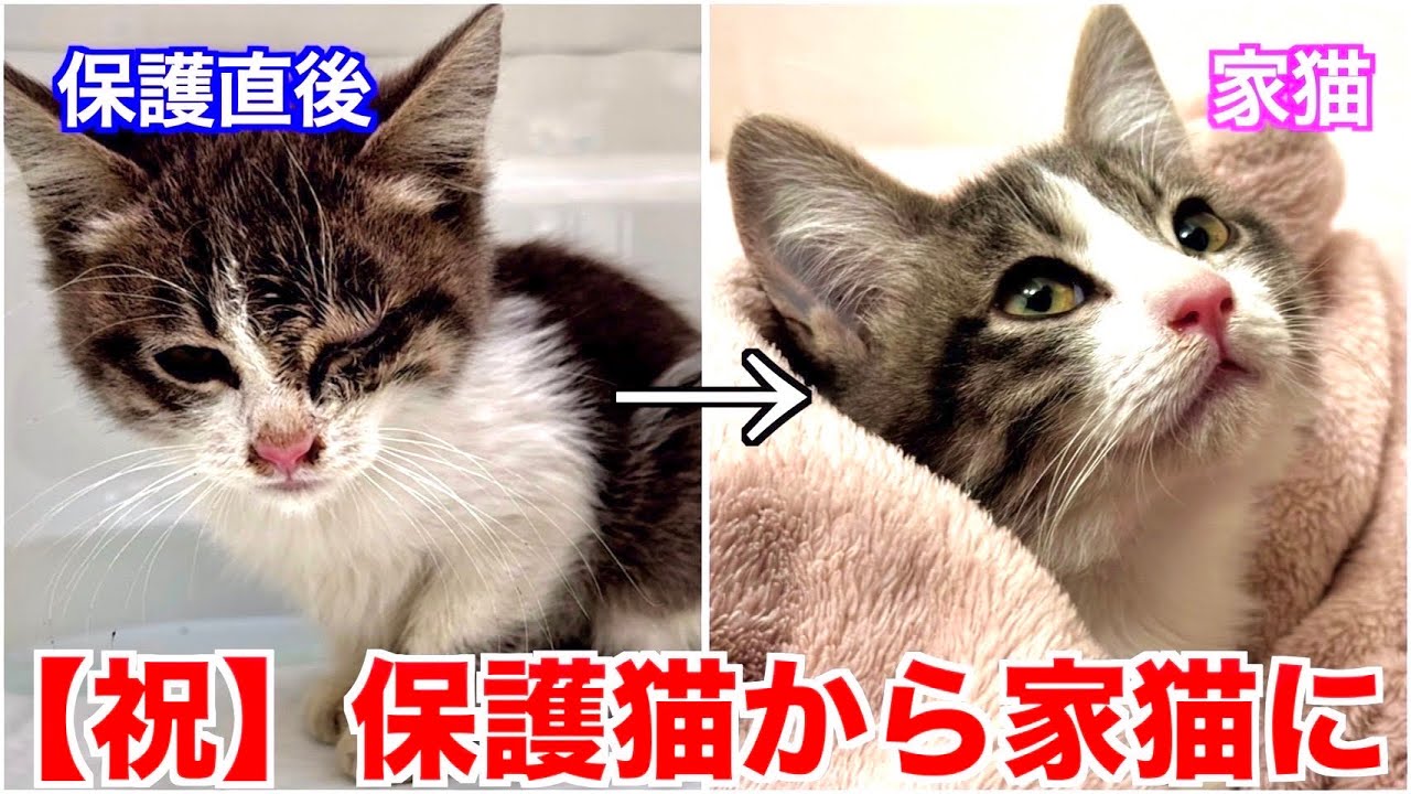 里親募集中!?1ヶ月ほど前にオークションで保護しました。保護パソです。 卒業】保護してから1ヶ月で里親様の元へ巣立って行きました - YouTube