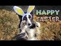 Happy easter from nanabordercollie