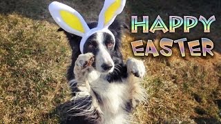 Happy Easter from NanaBorderCollie!