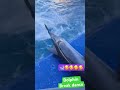 #dolphin #dancing #youtubeshorts #japan