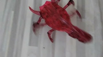 cool hexbug scorpion