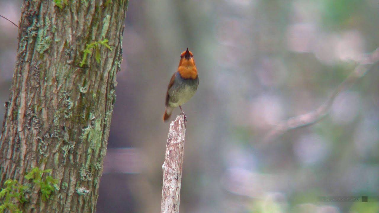 コマドリ（6）さえずり - Japanese Robin - Wild Bird - 野鳥 動画図鑑