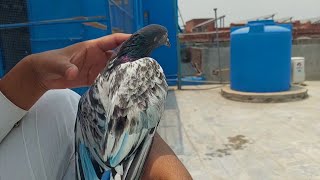 Mobile No Wala Jeith Ki Tyari Ka Kabootar Pakra Hashim Mahmood Pigeons