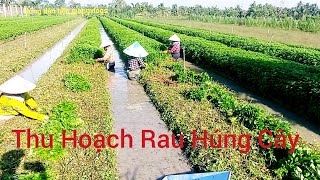 Nông Dân Tiền Giang Thu Hoạch Rau Húng Cây Đúng 2Tháng@ #nôngdântiềngiangvlogs