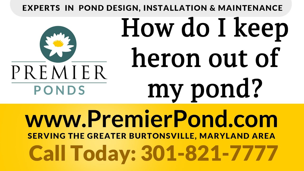 How To Protect Pond Fish From Herons YouTube